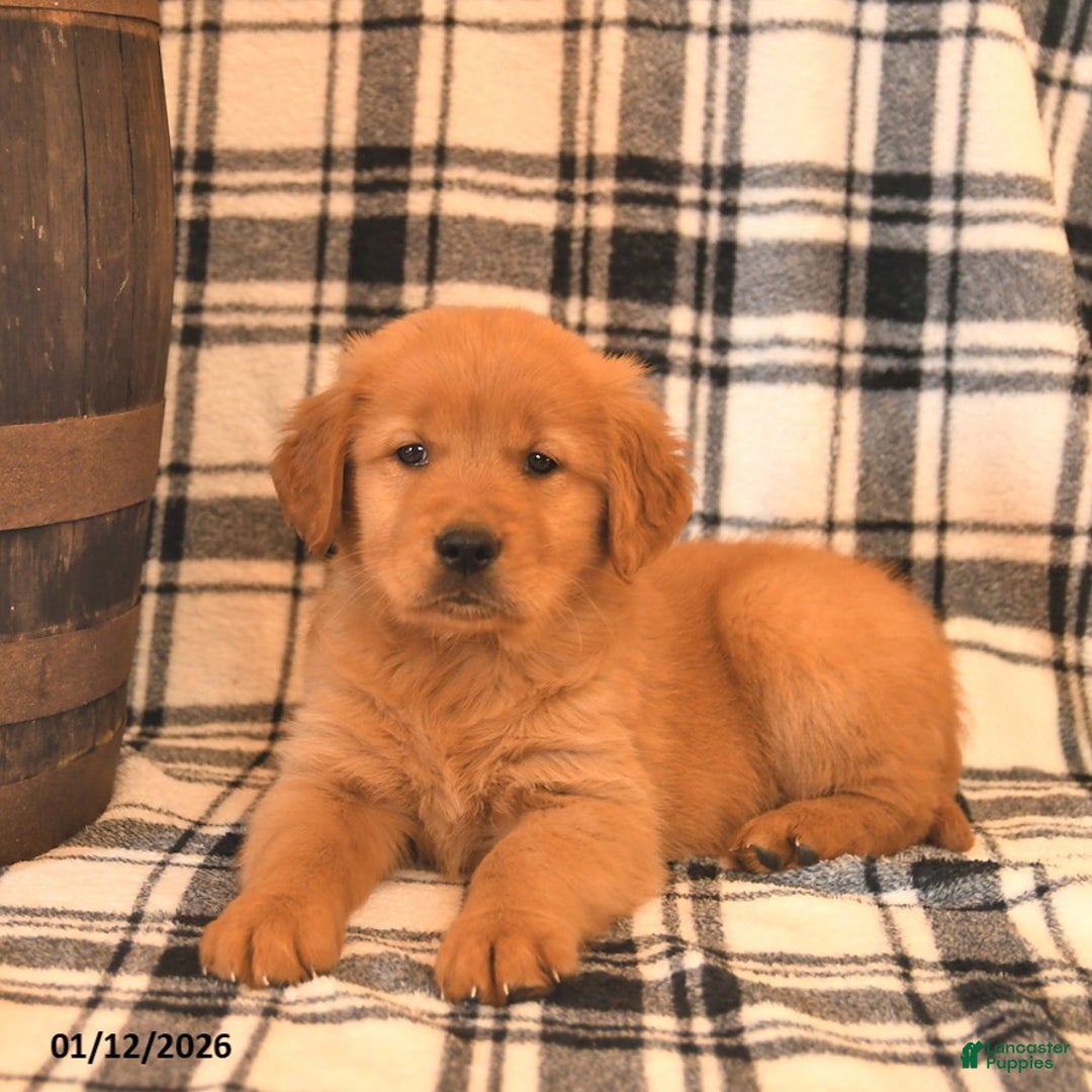 Golden Retriever dogs for sale: Victor  - Ad 3