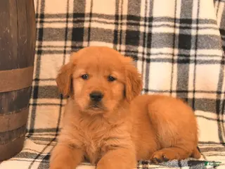 Golden Retriever dogs Victor - Ad 3