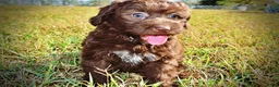 Havapoo dogs for sale: Precious - Ad 21