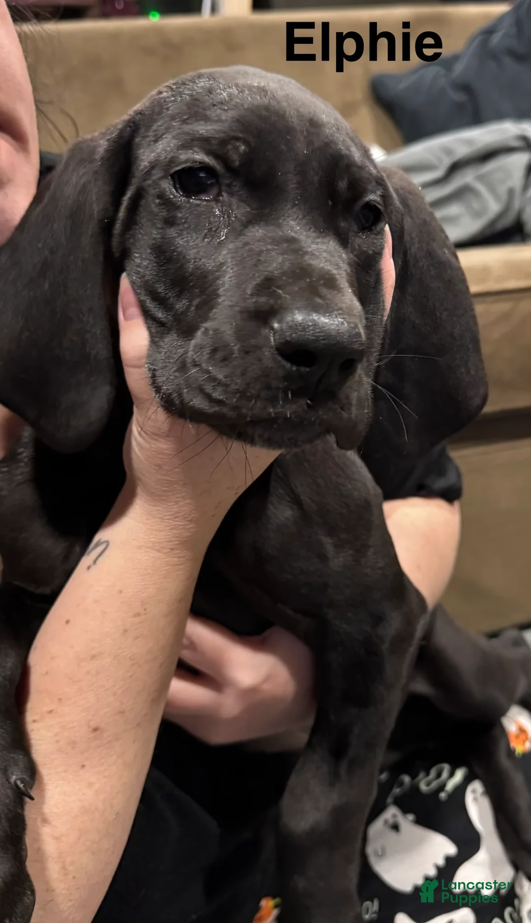 Great Dane dogs for sale: Elphie - Ad 1