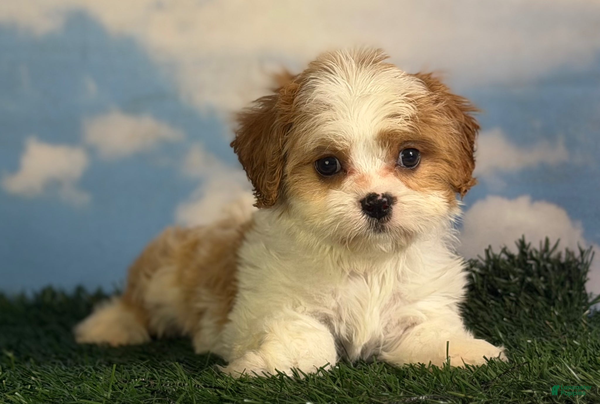 Cavapoo dogs Cinnamon  - Ad 1