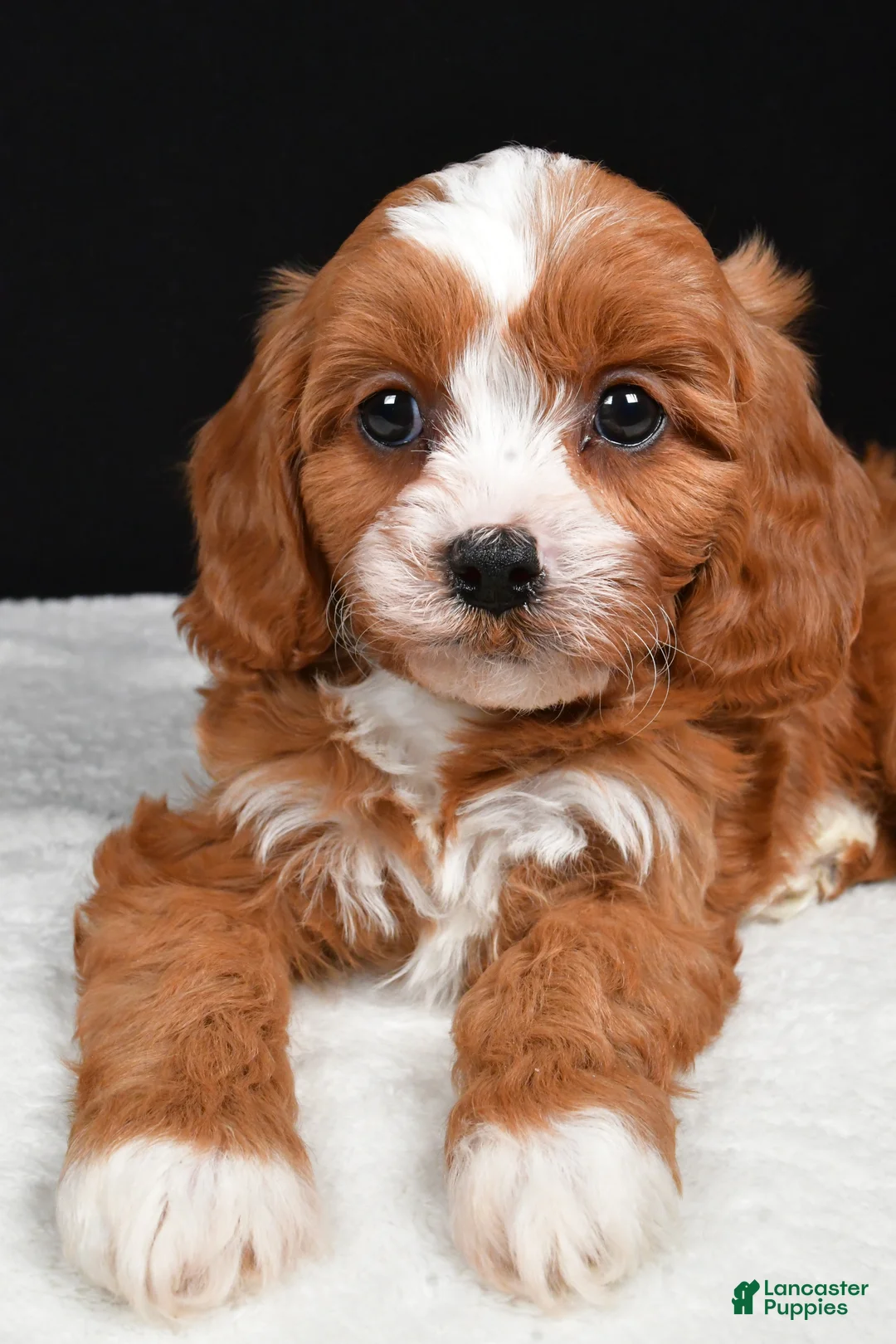 Cavapoo dogs for sale: Kairi - Ad 5