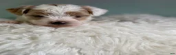 Maltipoo dogs for sale: Mater - Ad 2