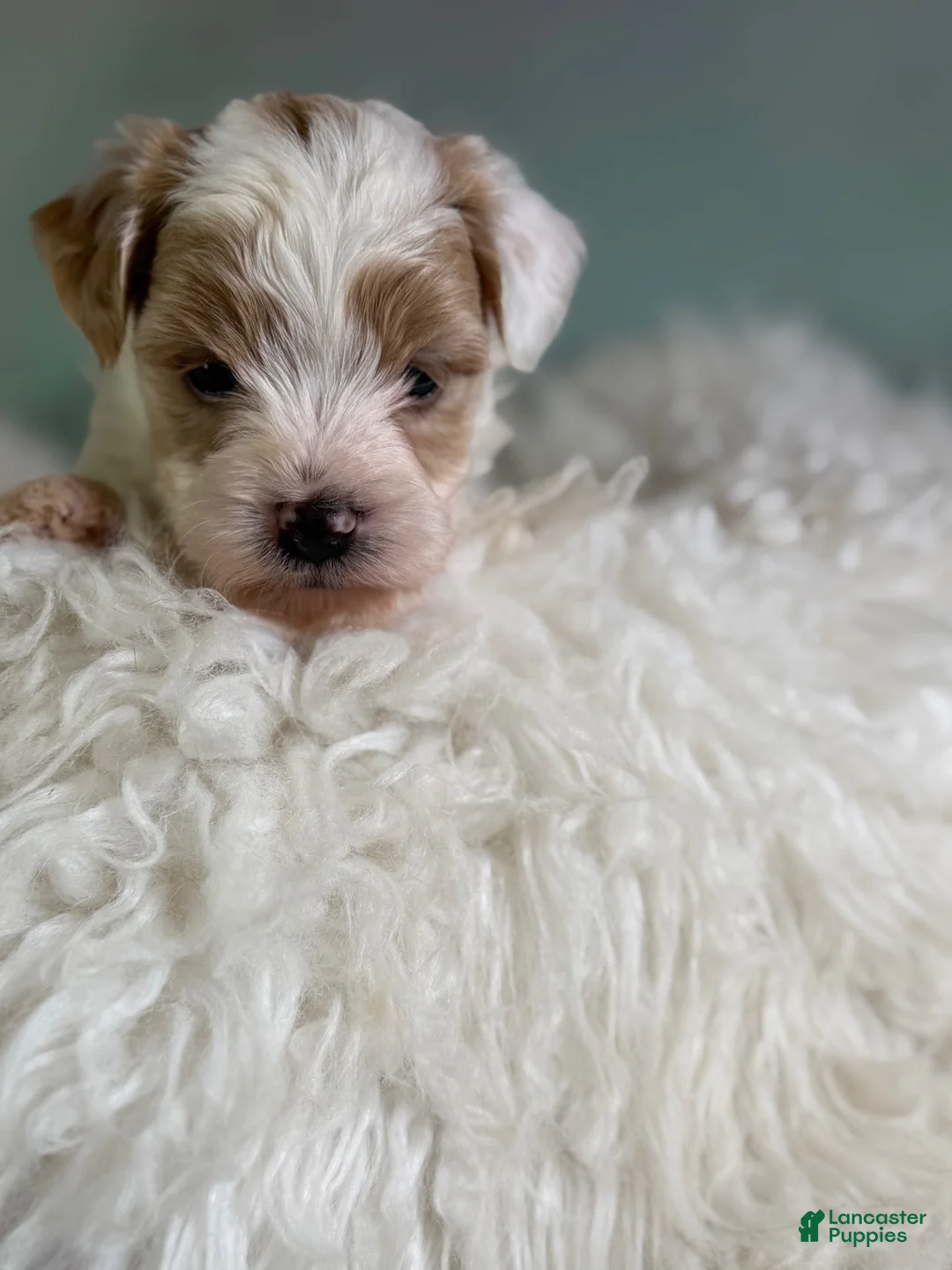 Maltipoo dogs for sale: Mater - Ad 2