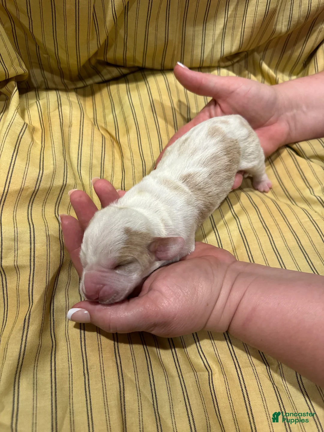Basset Hound dogs for sale: Boy 4 - Ad 1