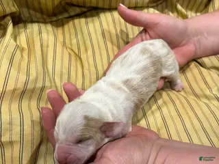 Basset Hound dogs Boy 4 - Ad 2