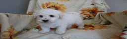 Bichon Frise dogs for sale: Barney  - Ad 10