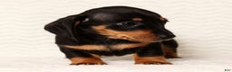 Miniature Dachshund dogs for sale: Nova - Ad 8
