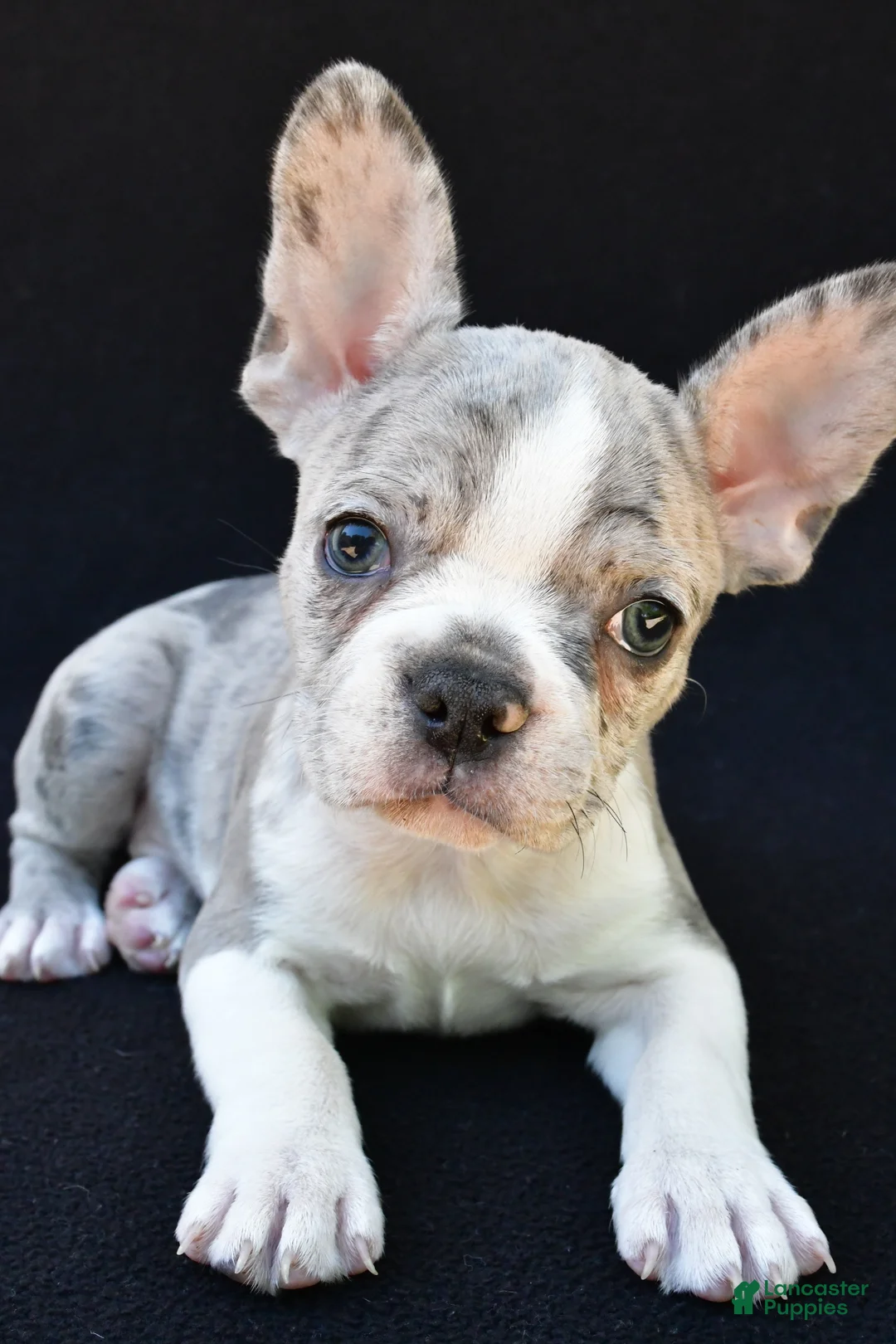 Frenchton dogs for sale: Bailey  - Ad 2
