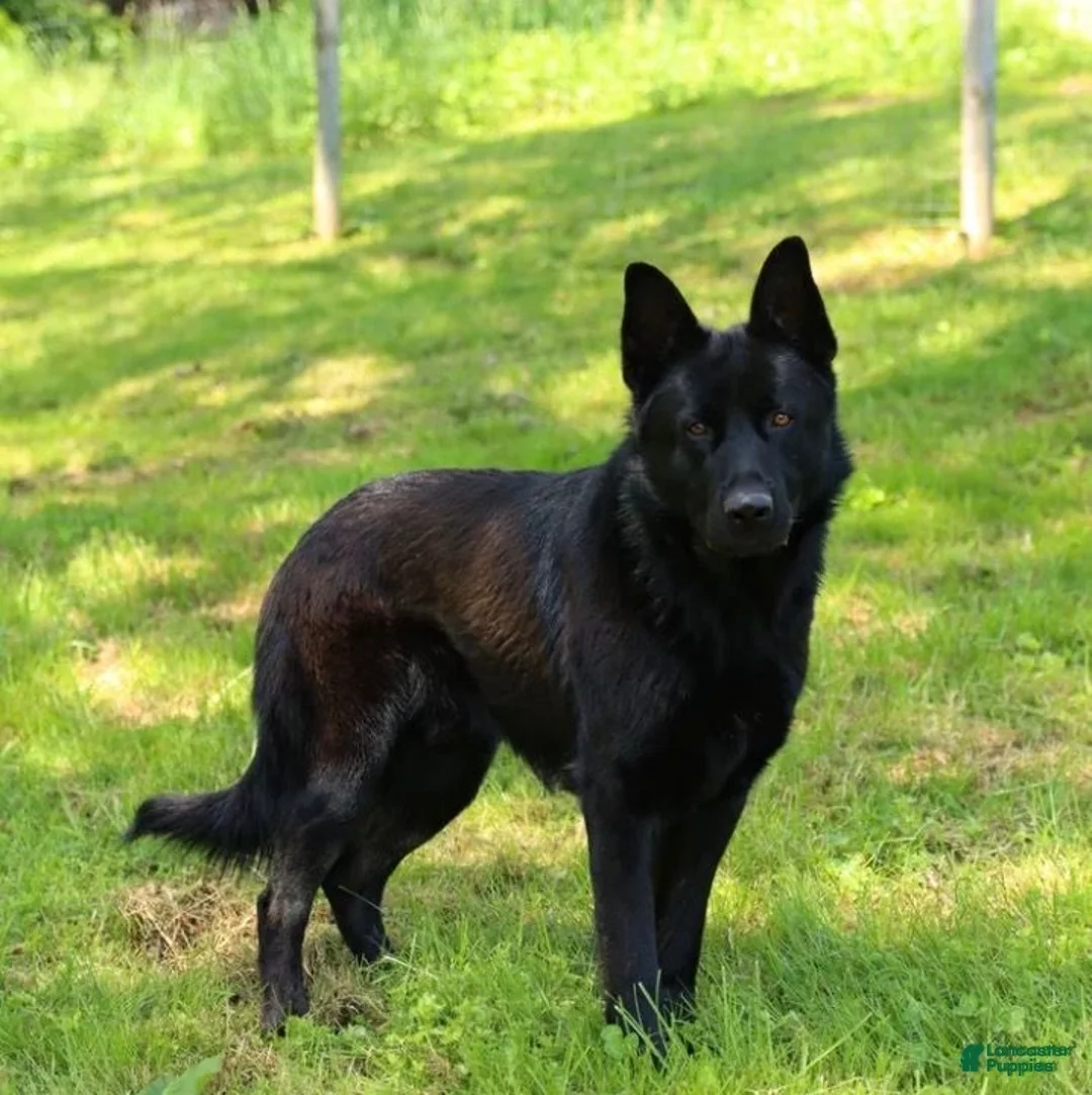 German Shepherd dogs for sale: Wilhelm  - Ad 5