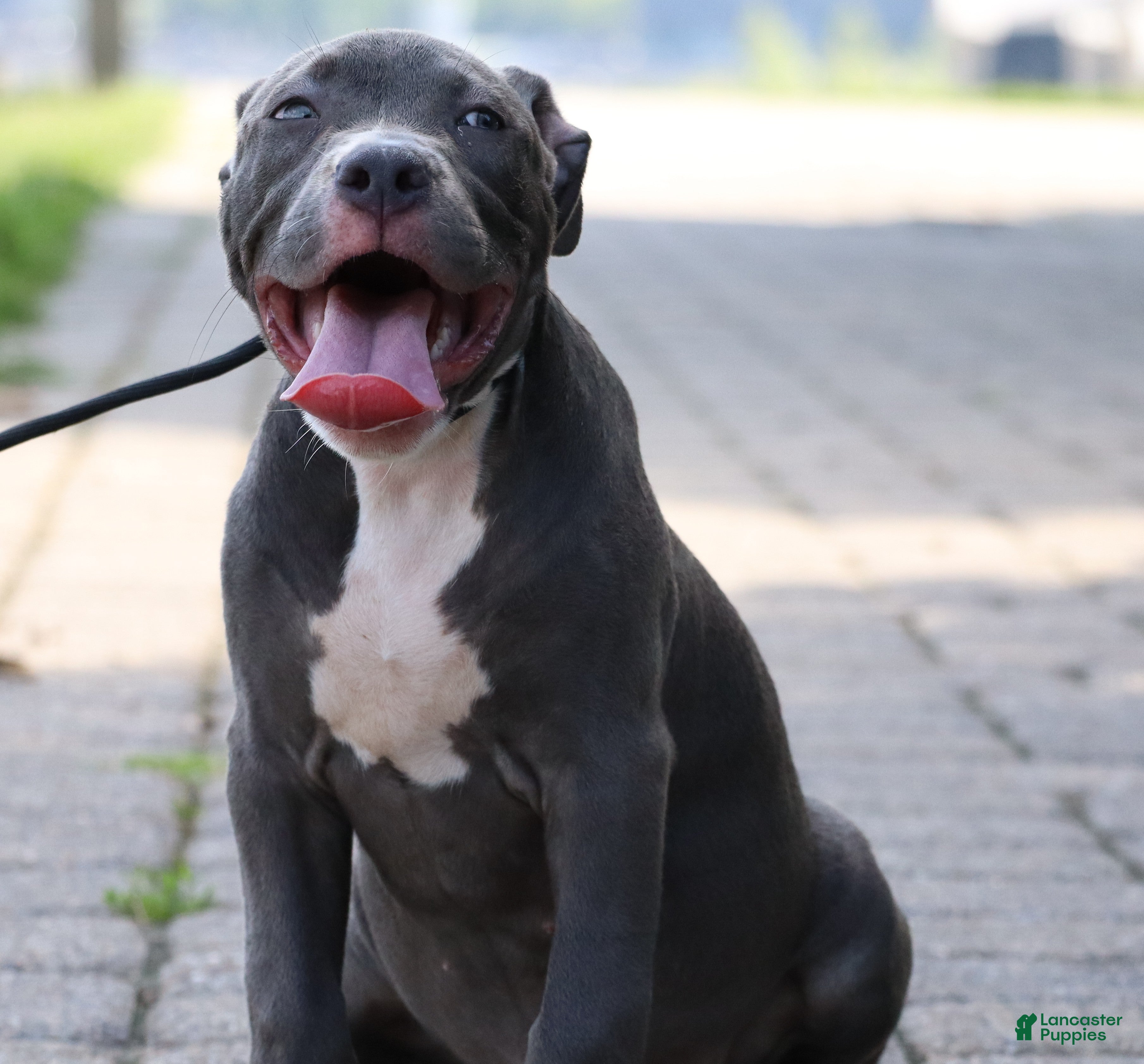American Bully dogs Venus - Ad 1