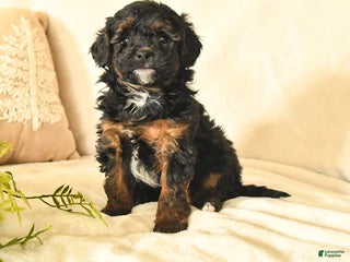 Havapoo dogs Elvis - Ad 40