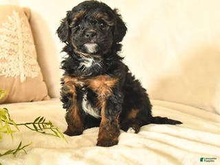 Havapoo dogs Elvis - Ad 41