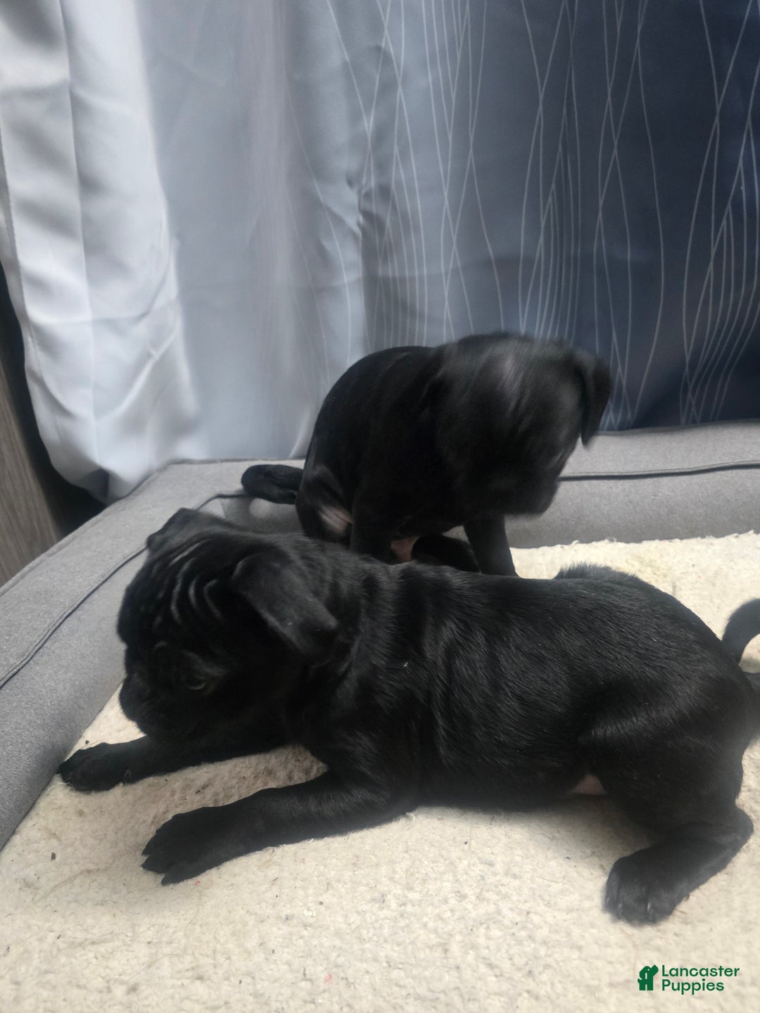 Pug dogs for sale: Pug Puppy 1 - Ad 2
