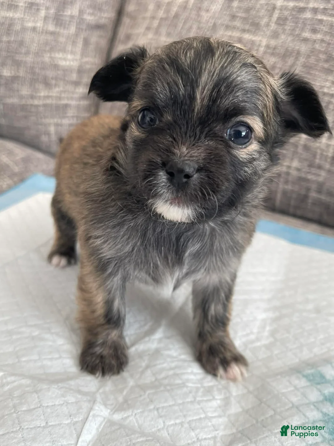 Chihuahua dogs for sale: Perry - Ad 2