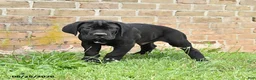 Cane Corso dogs for sale: Dallas - Ad 9
