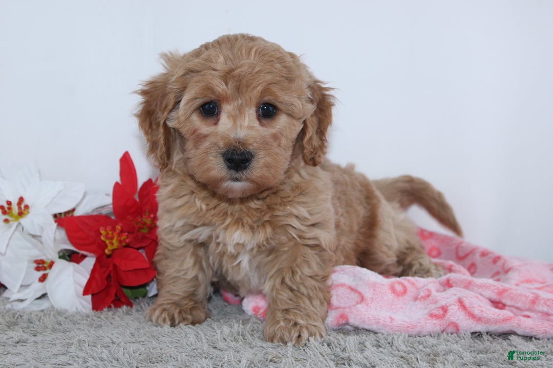 Mini Goldendoodle dogs for sale: Isabella - Ad 4