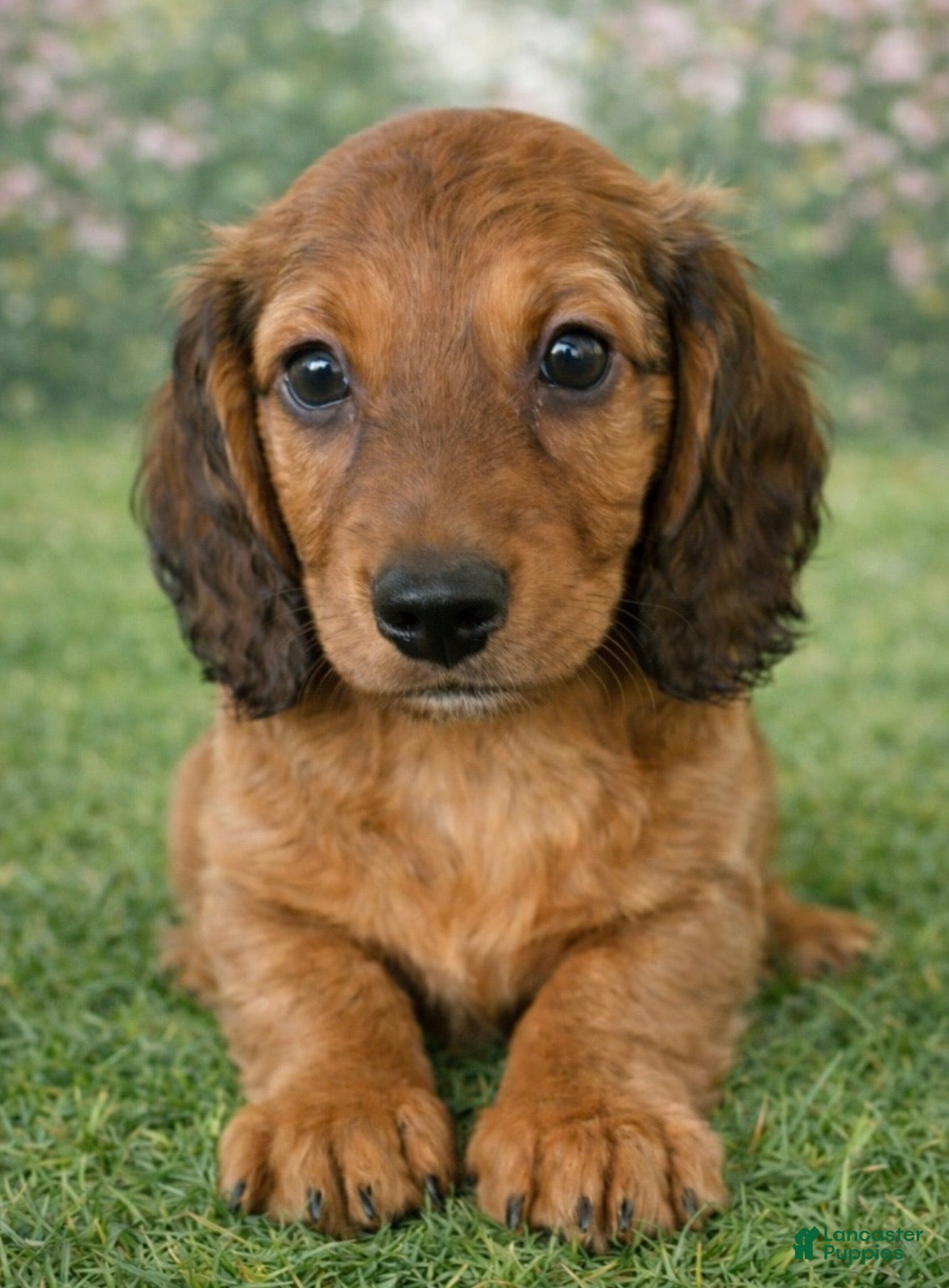 Miniature Dachshund dogs Molly  - Ad 2