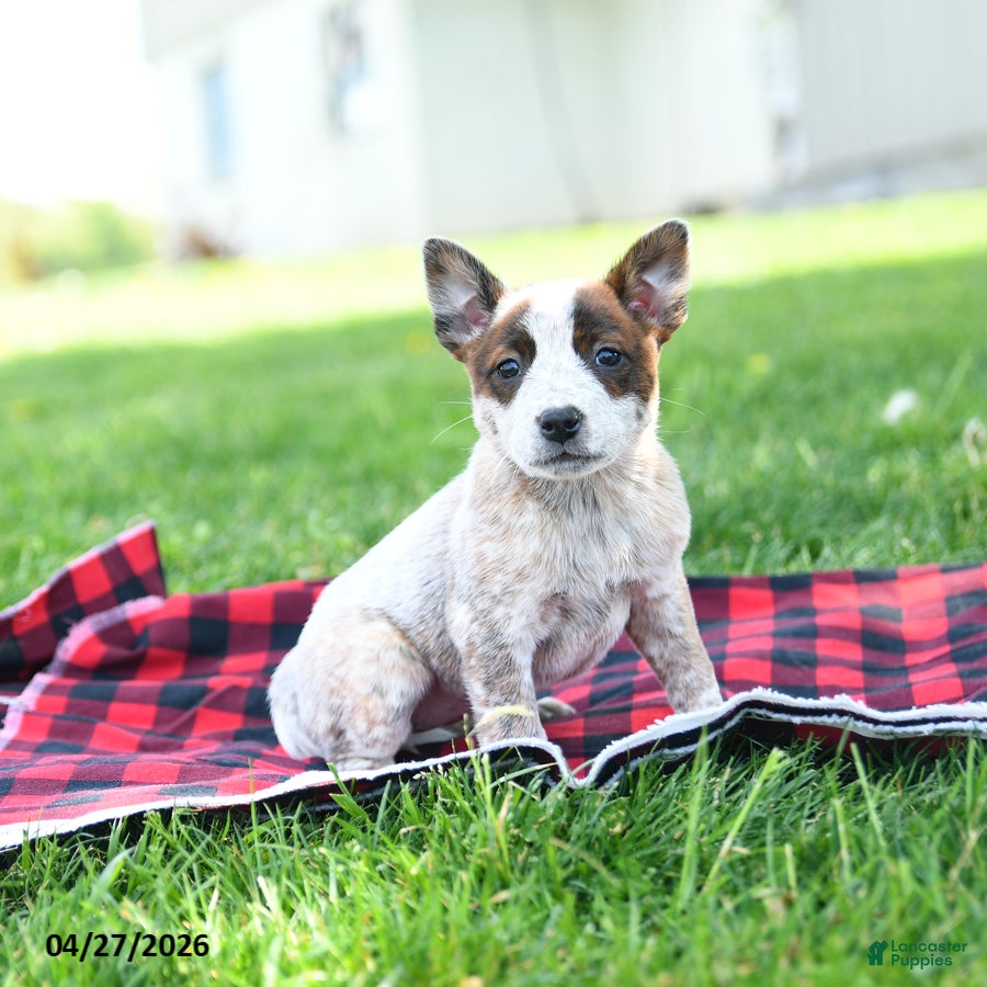 Australian Cattle Dog dogs Rita - Ad 1