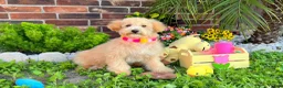 Maltipoo dogs for sale: Aurora - Ad 3