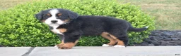 Bernese Mountain Dog dogs for sale: Nova - Ad 2