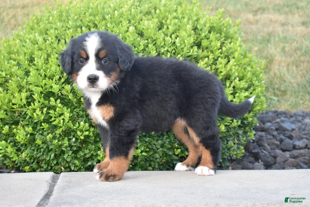 Bernese Mountain Dog dogs for sale: Nova - Ad 2