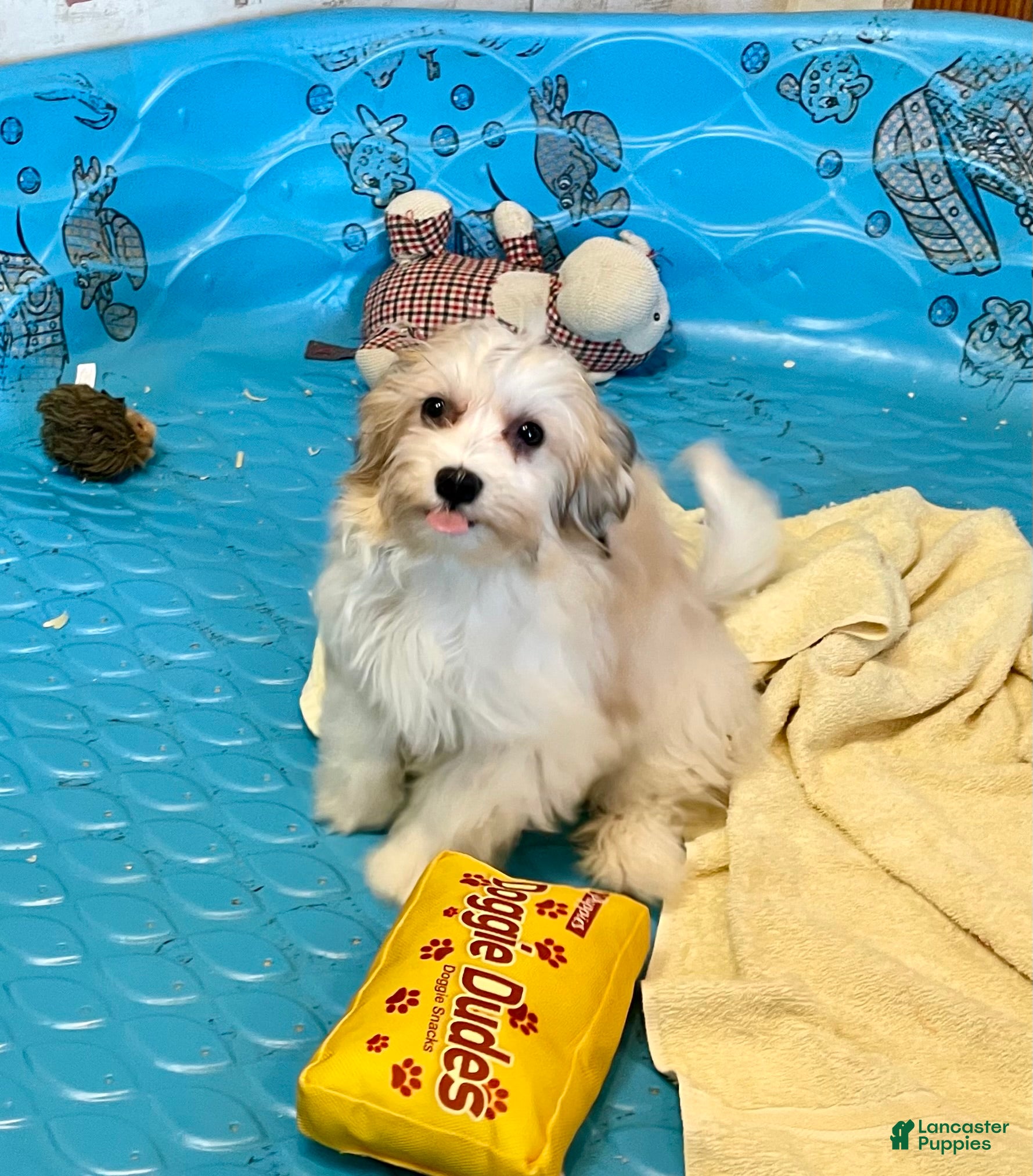 Mixed Breed dogs Shirley - Ad 2