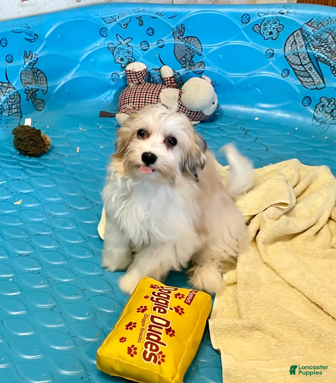 Mixed Breed dogs for sale: Shirley - Ad 2