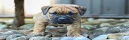 Beabull dogs for sale: Archie 🐶 - Ad 7