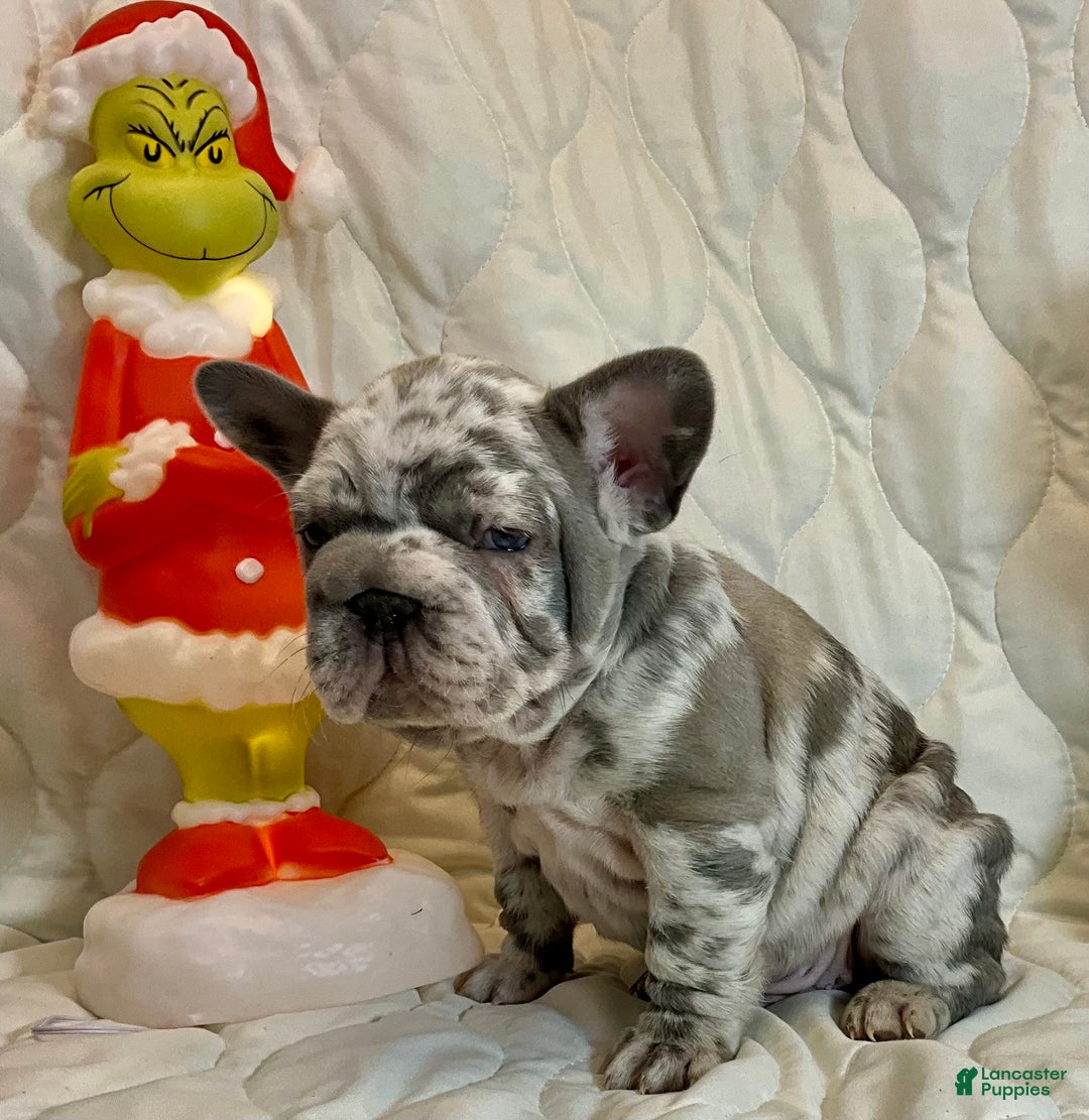 French Bulldog dogs for sale: Garmin - Ad 8