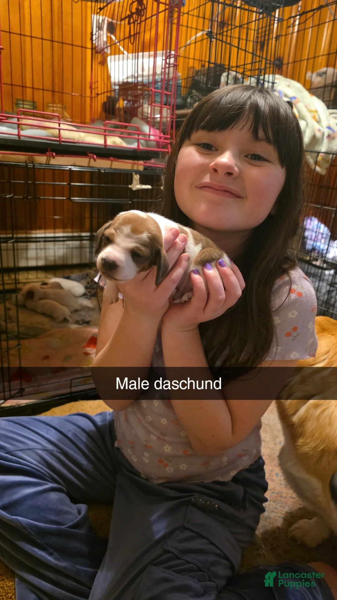 Dachshund dogs for sale: Dachshund Puppy 2 - Ad 1