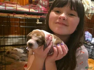 Dachshund dogs Dachshund Puppy 2 - Ad 15