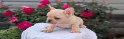 French Bulldog dogs for sale: Xavier - Ad 8