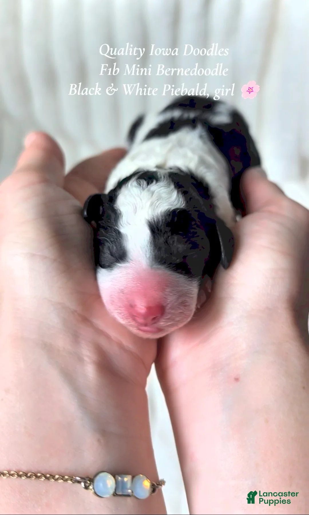 Bernedoodle dogs for sale: Bernedoodle 6 - Ad 1