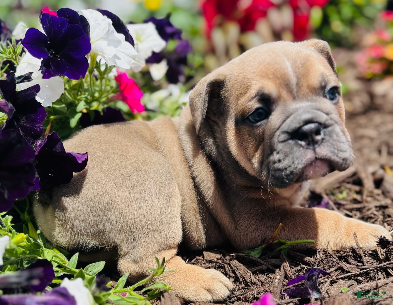 English Bulldog dogs Solo  - Ad 1