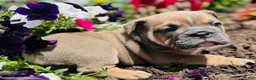 English Bulldog dogs for sale: Solo  - Ad 1
