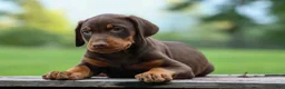Doberman Pinscher dogs for sale:  Griffin 🐶 - Ad 5
