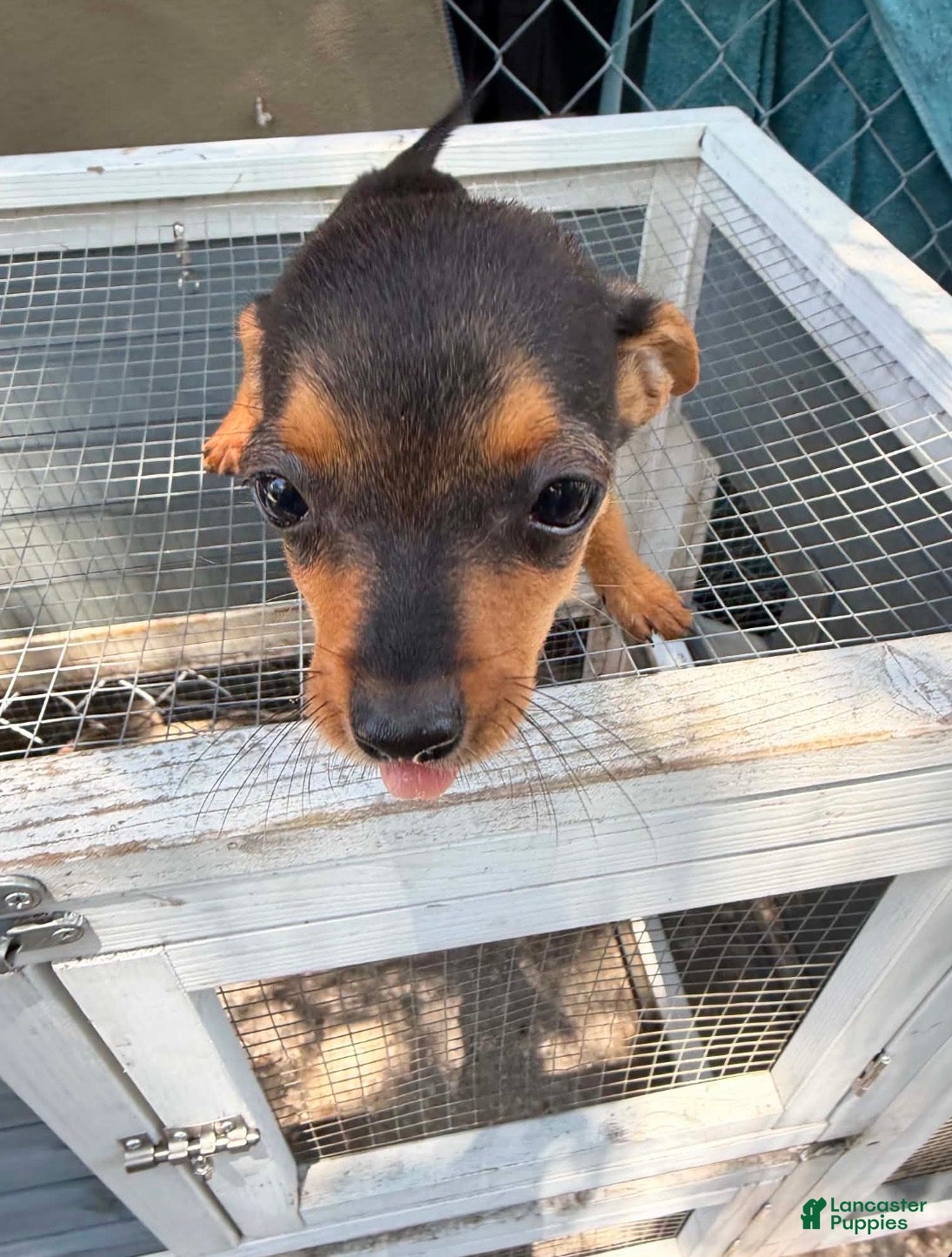 Mixed Breed dogs Mixed Breed 2 - Ad 29