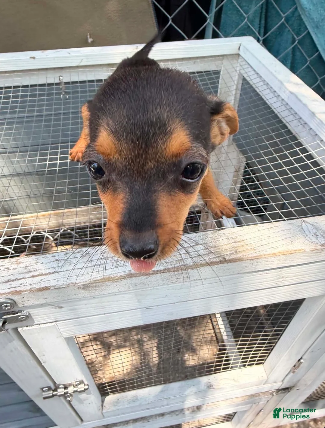 Mixed Breed dogs for sale: Mixed Breed 2 - Ad 1