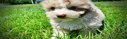 Havapoo dogs for sale: Espresso - Ad 16