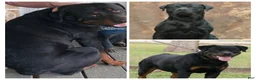 Rottweiler dogs for sale: Rottweiler Puppy 1 - Ad 3