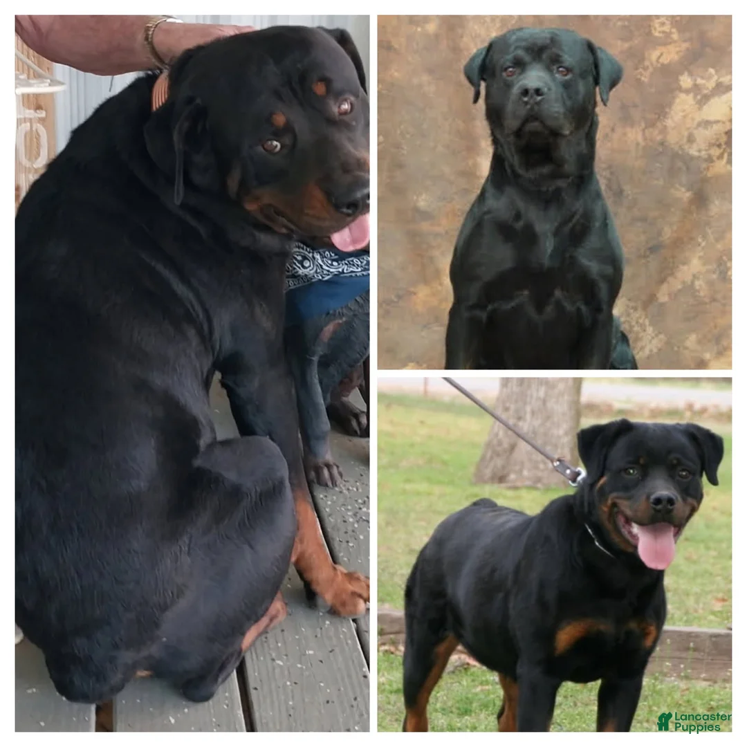 Rottweiler dogs for sale: Rottweiler Puppy 1 - Ad 3