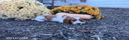 Welsh Springer Spaniel dogs for sale: Lassie - Ad 15
