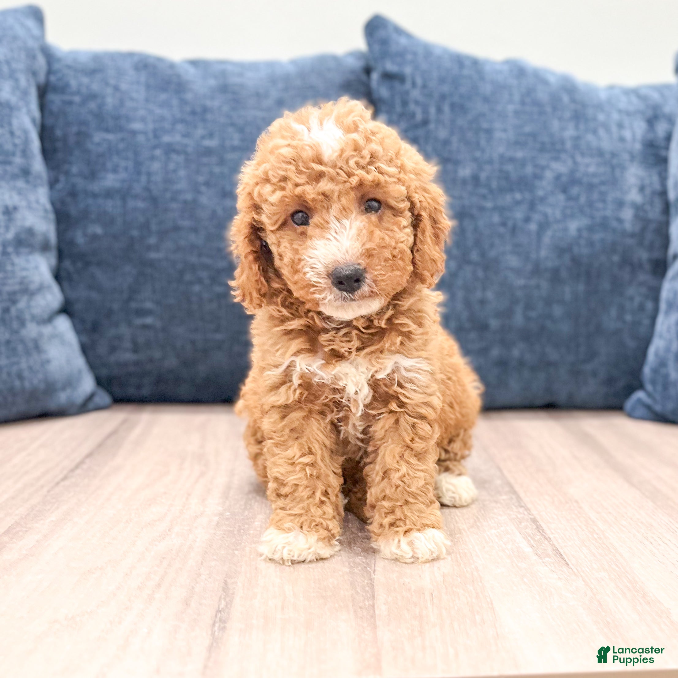 Mini Goldendoodle dogs Meerah - Ad 2