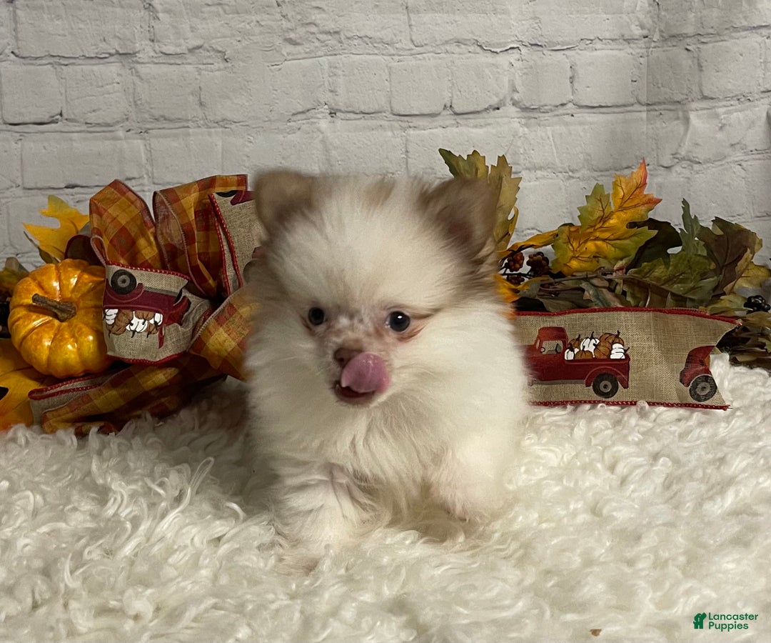 Chihuahua dogs for sale: Chihuahua Puppy 1 - Ad 6
