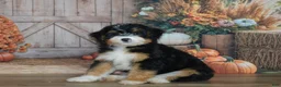 Mini Bernedoodle dogs for sale: Maggie - Ad 3
