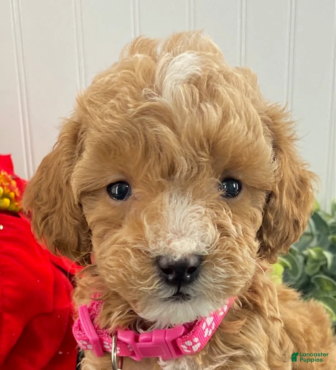 Toy Poodle dogs for sale: Karla - Ad 4