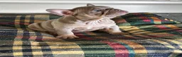 French Bulldog dogs for sale: French Bulldog 2 - Ad 12
