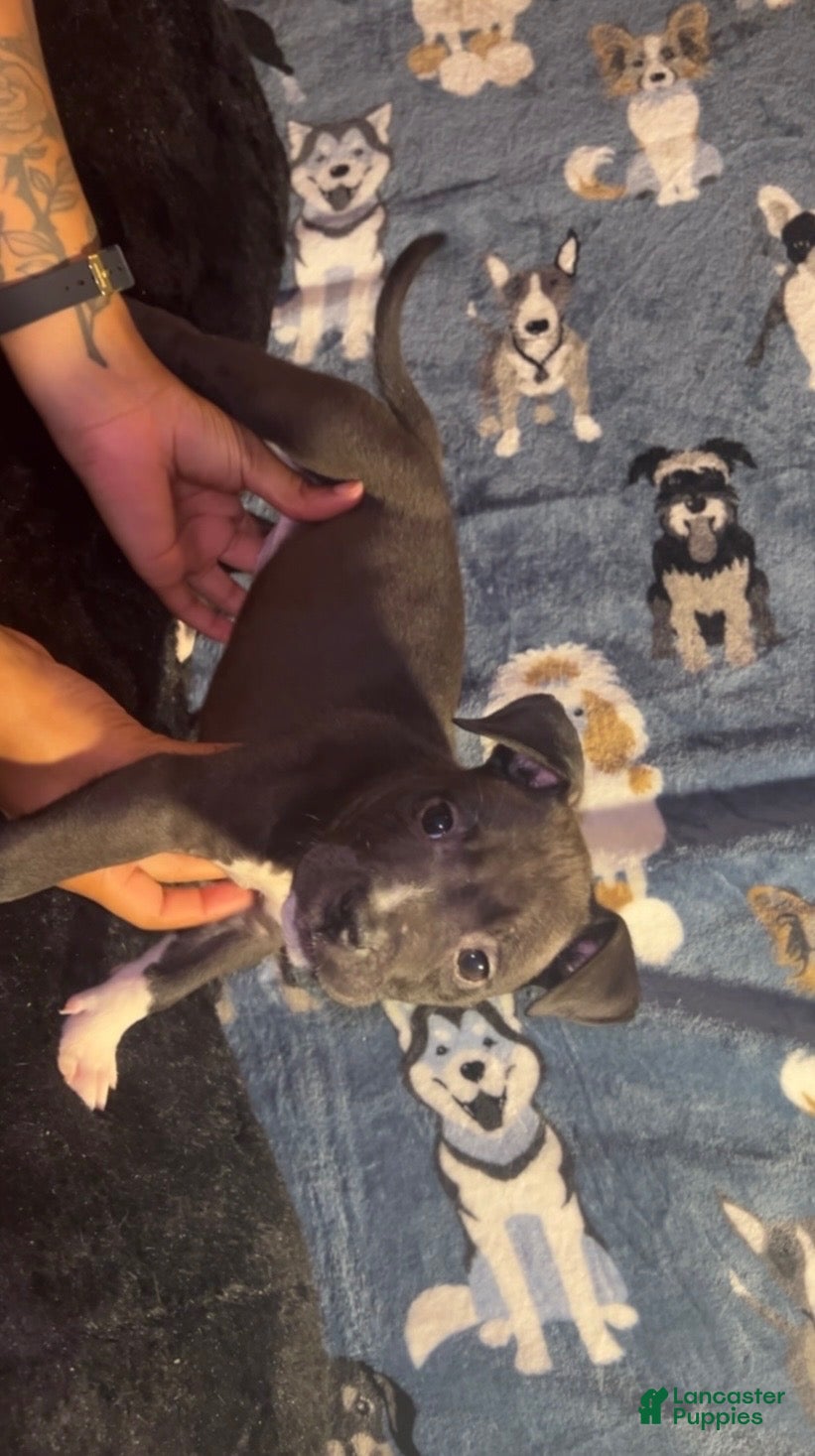 American Bully dogs for sale: Mia - Ad 2