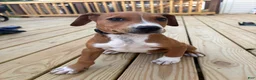 Mixed Breed dogs for sale: Butch - Ad 2